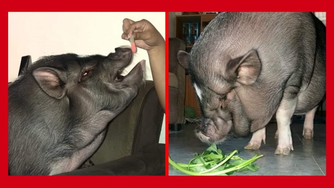 Alagang baboy na si ‘Bistek,’ kinaaaliwan ng mga netizens; ilang videos nito, viral na